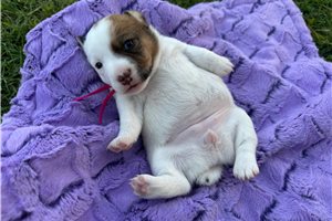 Beanie - Jack Russell Terrier for sale