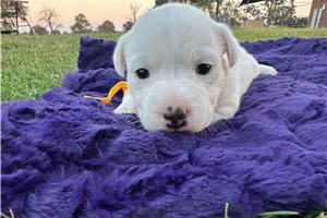 Basha - Jack Russell Terrier for sale
