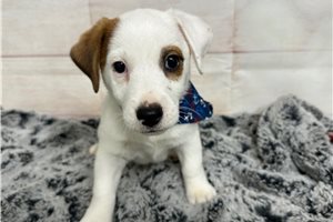 Barton - Jack Russell Terrier for sale