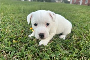 Basha - Jack Russell Terrier for sale