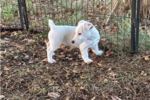 Basha - Jack Russell Terrier for sale