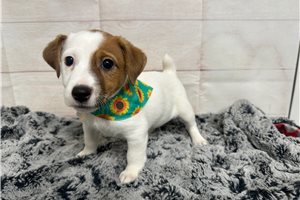 Beanie - Jack Russell Terrier for sale