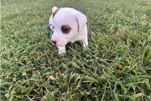 Barton - Jack Russell Terrier for sale