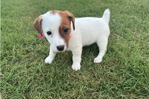 Beanie - Jack Russell Terrier for sale