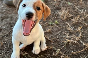 Beanie - Jack Russell Terrier for sale