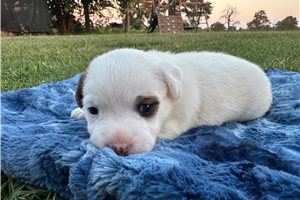 Barton - Jack Russell Terrier for sale
