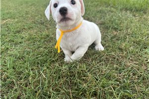 Basha - Jack Russell Terrier for sale