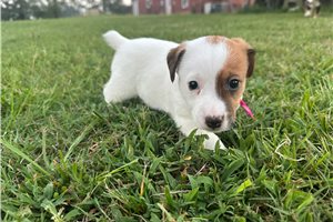 Beanie - Jack Russell Terrier for sale