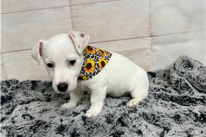 Basha - Jack Russell Terrier for sale