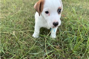 Barton - Jack Russell Terrier for sale