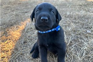 Emmett - puppy for sale