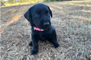 Elsie - puppy for sale