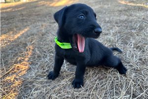 Ellie - Labrador Retriever for sale