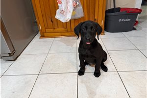 Enola - Labrador Retriever for sale