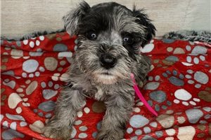 Brooke - puppy for sale