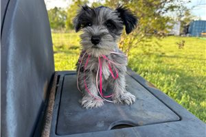 Brooke - Miniature Schnauzer for sale