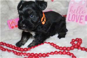 Alfie - Schnauzer, Miniature for sale