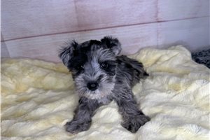 Brooke - Schnauzer, Miniature for sale