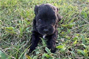 Davy - Schnauzer, Miniature for sale