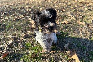 Lena - puppy for sale