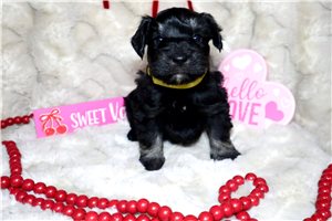 Alexei - Schnauzer, Miniature for sale