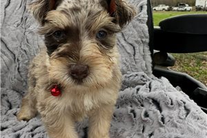 Bobby - Schnauzer, Miniature for sale