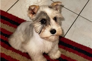 Evelyn - Schnauzer, Miniature for sale