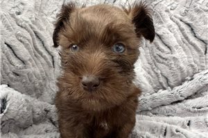 Brent - Schnauzer, Miniature for sale