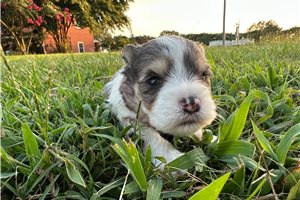 Deacon - Schnauzer, Miniature for sale
