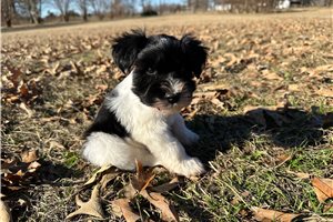 Landon - puppy for sale