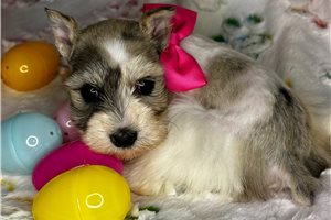 Evelyn - Schnauzer, Miniature for sale