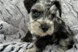 Bastian - Schnauzer, Miniature for sale