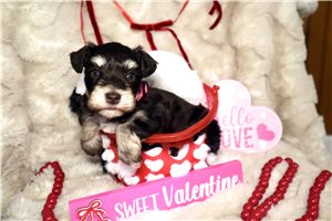 Alexander - Schnauzer, Miniature for sale