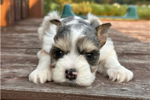 Deacon - Schnauzer, Miniature for sale
