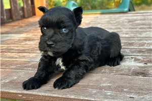 Davy - Schnauzer, Miniature for sale
