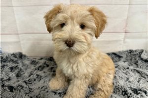 Chuck - Miniature Schnauzer for sale