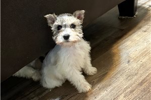Evelyn - Miniature Schnauzer for sale