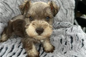 Bruster - Schnauzer, Miniature for sale