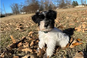 Leonardo - Schnauzer, Miniature for sale