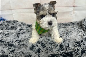 Deacon - Schnauzer, Miniature for sale