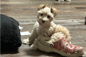 Chuck - Schnauzer, Miniature for sale