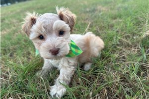 Chuck - puppy for sale