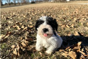 Lucille - puppy for sale