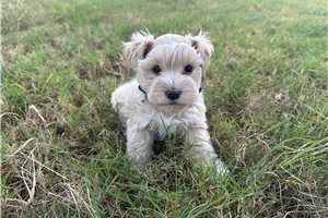 Chaz - Schnauzer, Miniature for sale