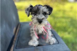 Brooke - Schnauzer, Miniature for sale