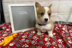 Lily - puppy for sale