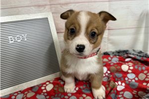 Levi - Corgi, Pembroke Welsh for sale