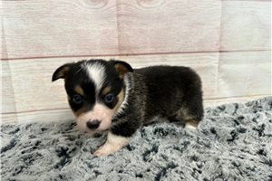 Lucas - puppy for sale