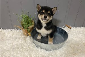 Kyoto - puppy for sale