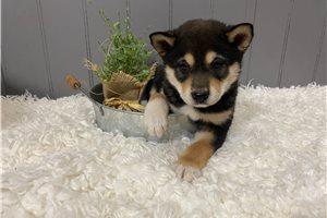 Edo - puppy for sale